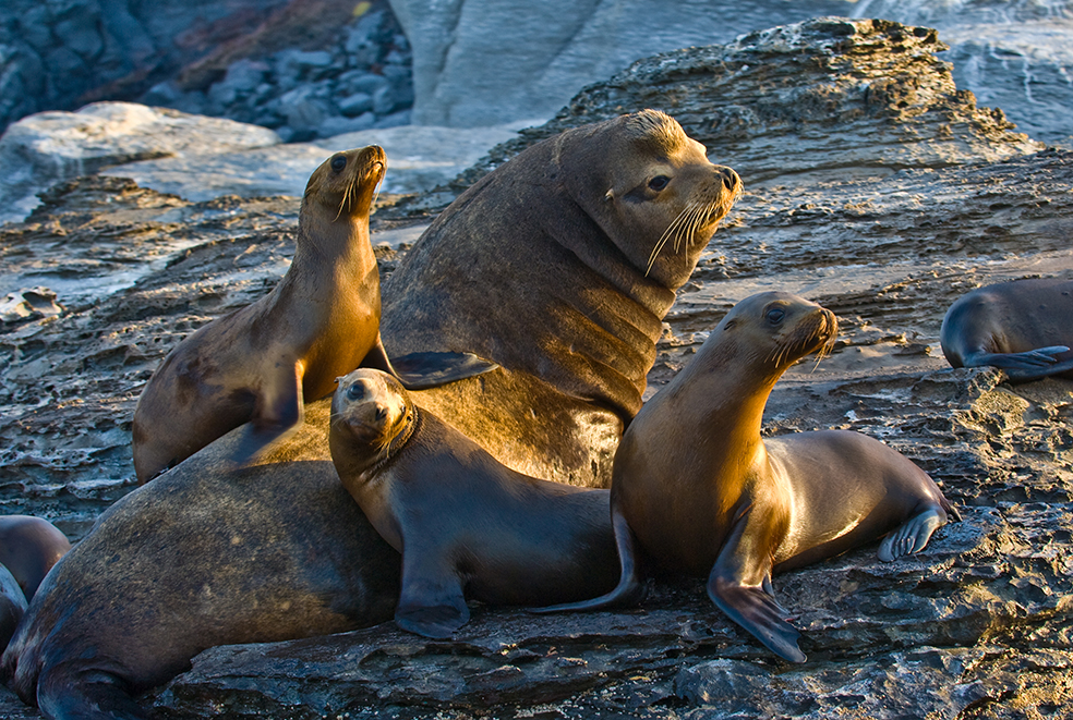 Bull Sea Lion And Herem7x10