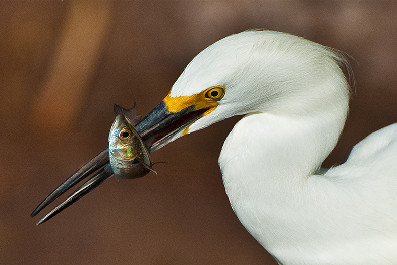 Snowy Egret and Fish