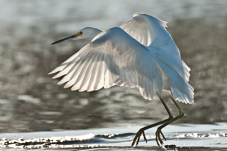 Snowy Egret backlit 7x10