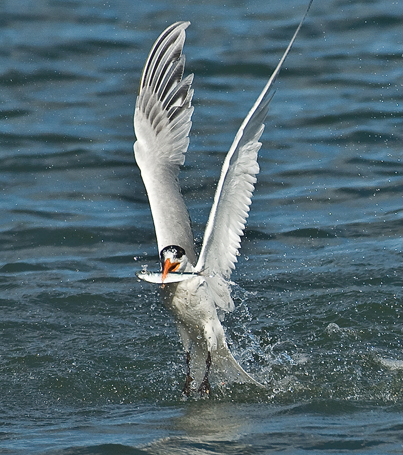 Tern Royal8x12worked