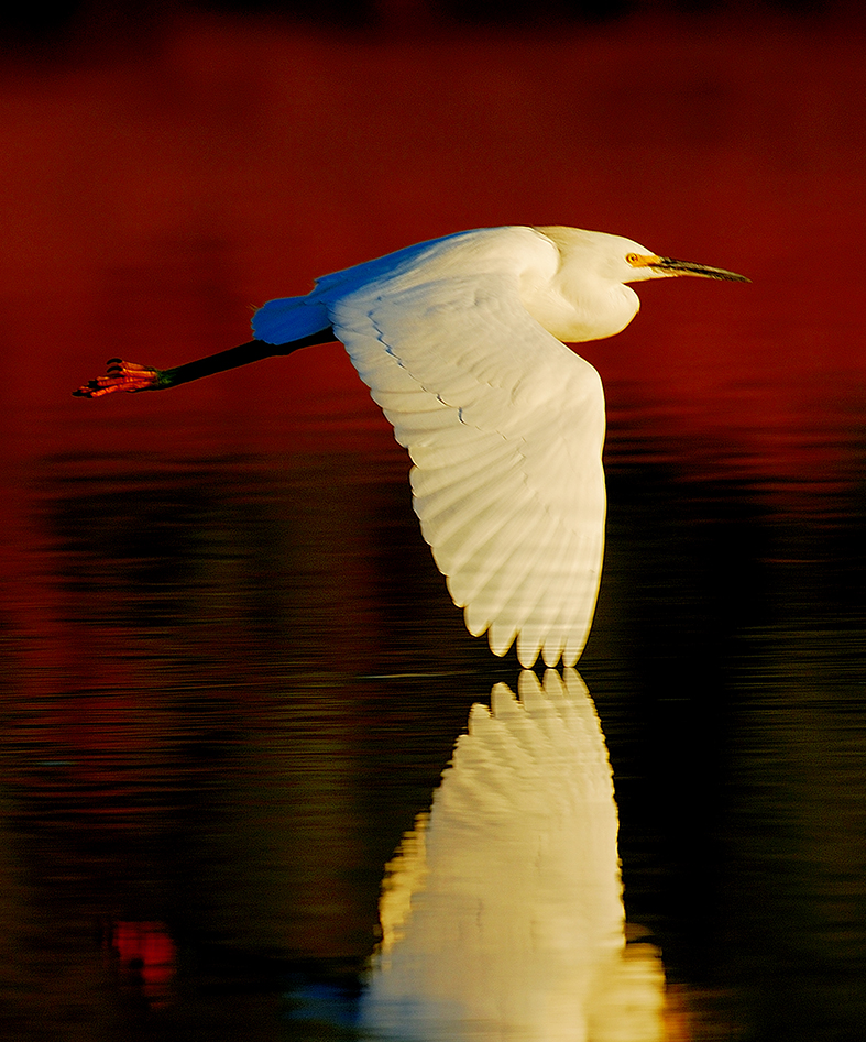 egret red flight 8x10