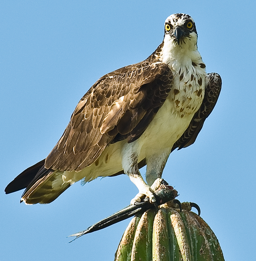 pandion_haliaetus