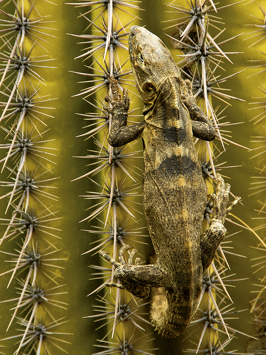 Ctenosaura (iguana costera endémica)