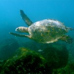 fundacion_albatros_tortuga